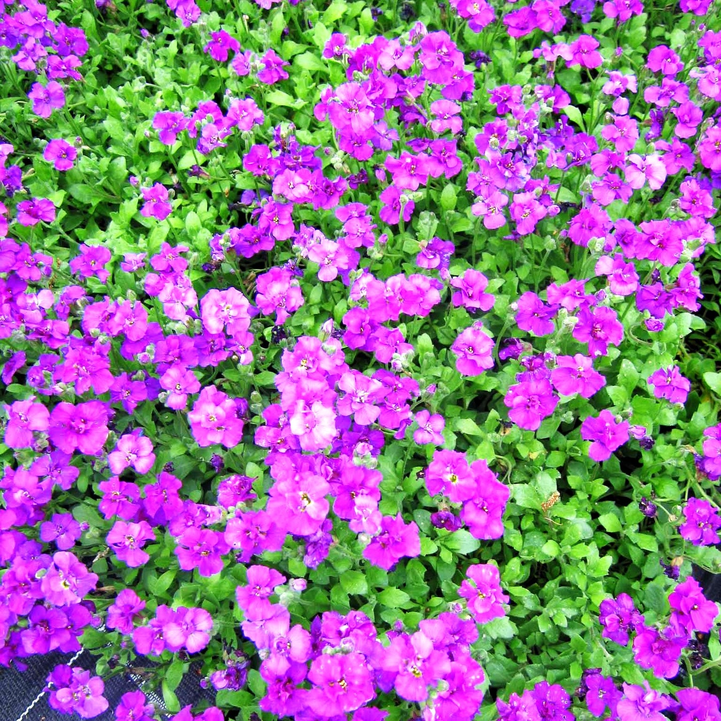 Blaukissen 'Sauerland' (Aubrieta x cult.)