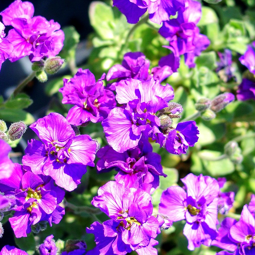 Blaukissen 'Sauerland' (Aubrieta x cult.)