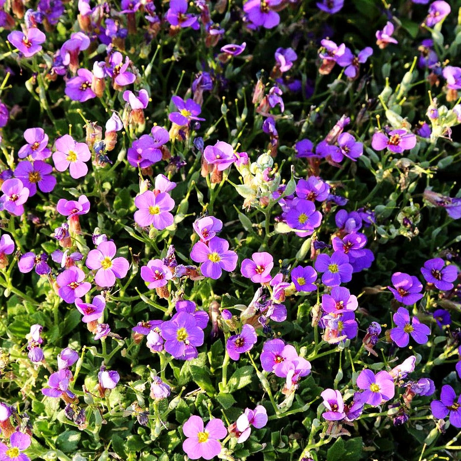 Blaukissen 'Schloß Eckberg' (Aubrieta x cult.)