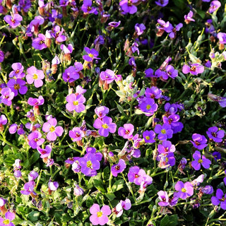 Blaukissen 'Schloß Eckberg' (Aubrieta x cult.)