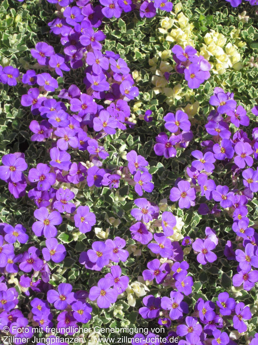 Blaukissen 'Silberrand' (Aubrieta x cult.)