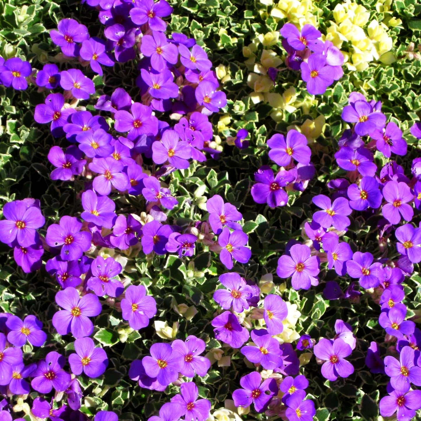 Blaukissen 'Silberrand' (Aubrieta x cult.)