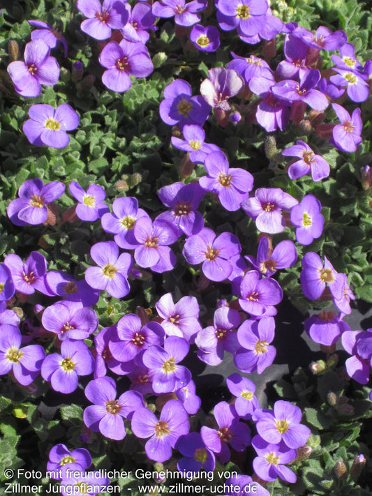 Blaukissen 'Tauricola' (Aubrieta x cult.)