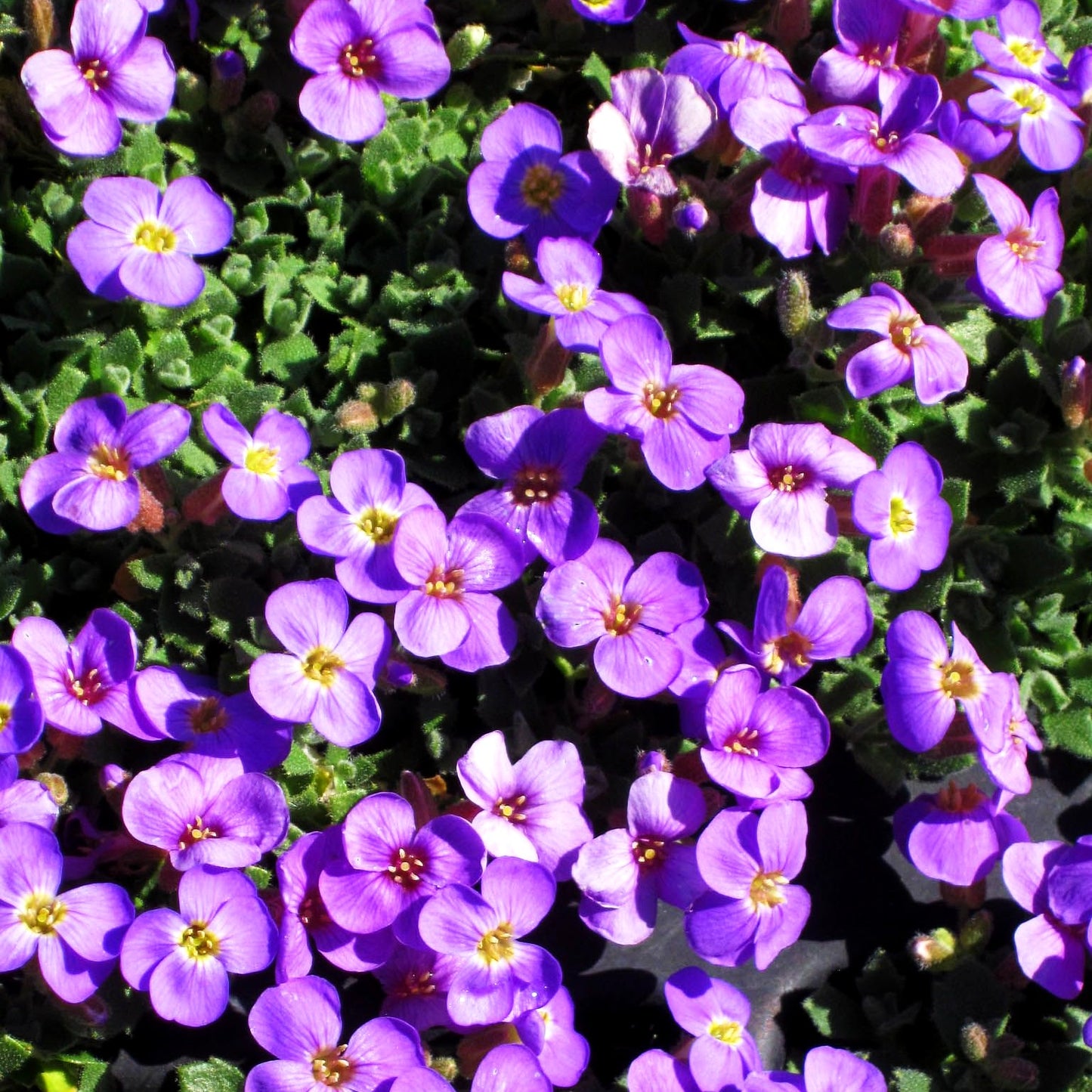 Blaukissen 'Tauricola' (Aubrieta x cult.)