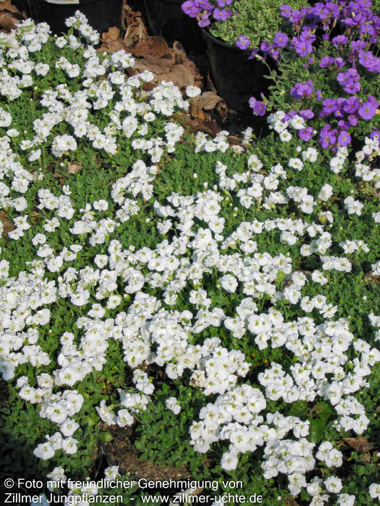 Blaukissen 'Winterberg' (Aubrieta x cult.)