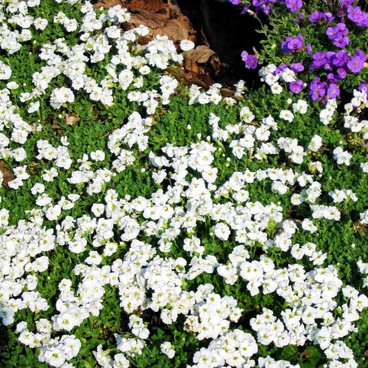 Blaukissen 'Winterberg' (Aubrieta x cult.)