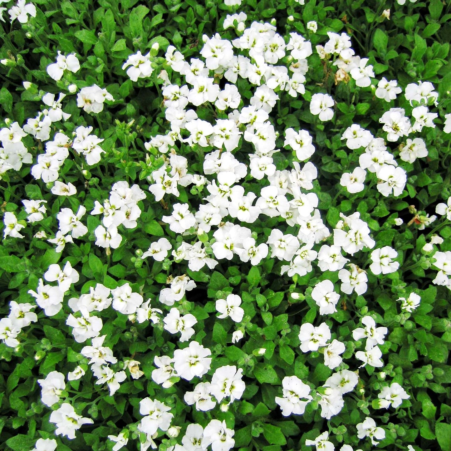 Blaukissen 'Winterberg' (Aubrieta x cult.)