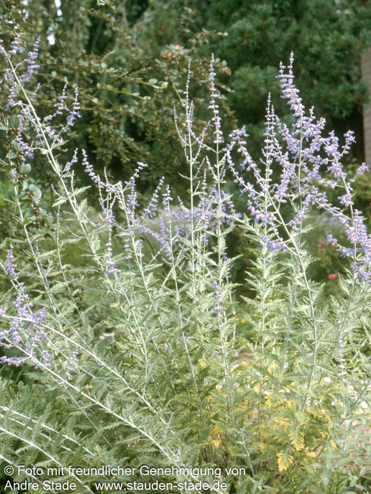 Blauraute 'Blue Spire' (Perovskia atriplicifolia)