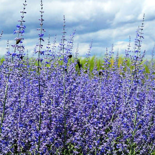 Blauraute 'Blue Spire' (Perovskia atriplicifolia)