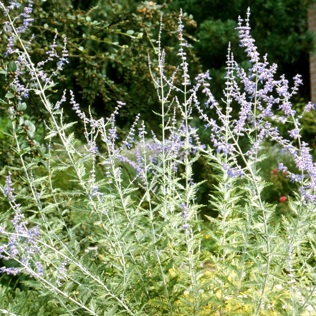 Blauraute 'Blue Spire' (Perovskia atriplicifolia)