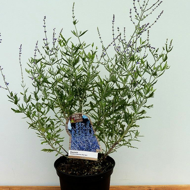 Blauraute 'Blue Spire' (Perovskia atriplicifolia)