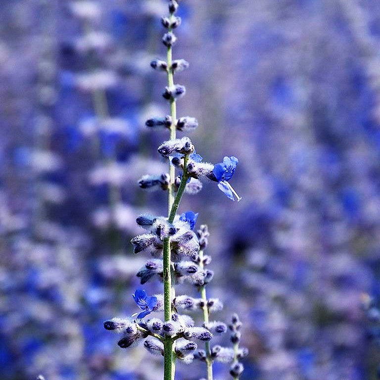 Blauraute 'Blue Spire' (Perovskia atriplicifolia)