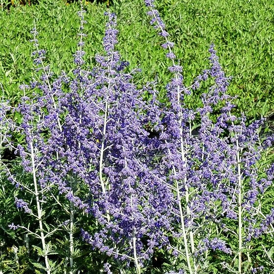 Blauraute 'Blue Spire' (Perovskia atriplicifolia)