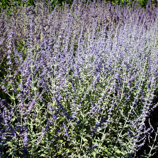 Blauraute 'Silvery Blue' (Perovskia atriplicifolia)