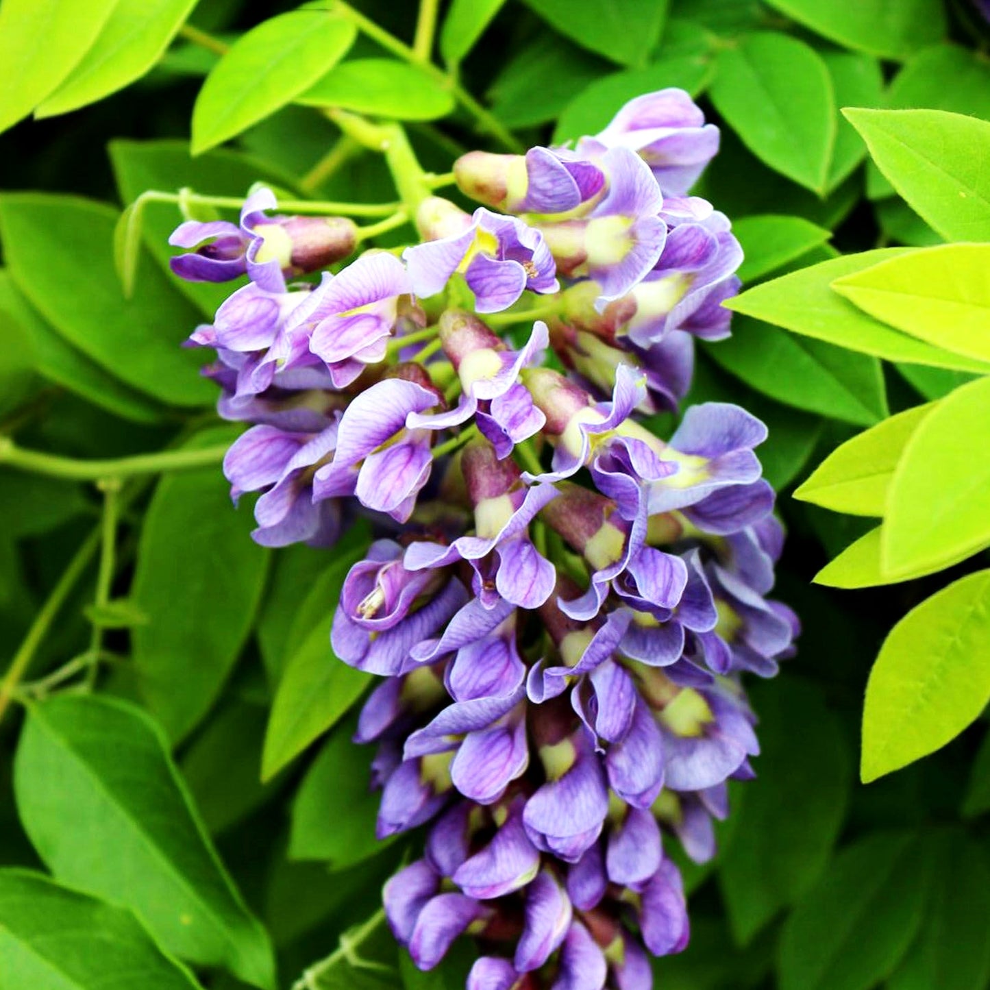 Blauregen 'Longwood Purple' (Wisteria frutescens)