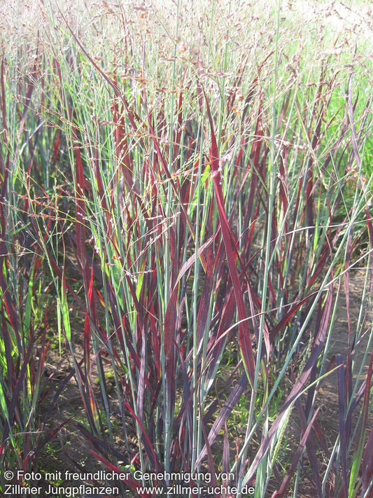 Blaurote Ruten-Hirse 'Heiliger Hain' (Panicum virgatum)