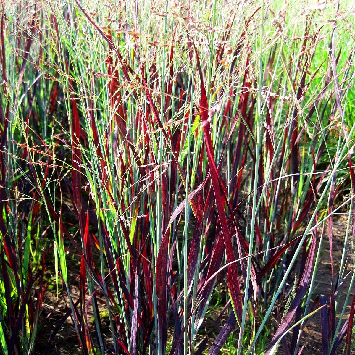 Blaurote Ruten-Hirse 'Heiliger Hain' (Panicum virgatum)