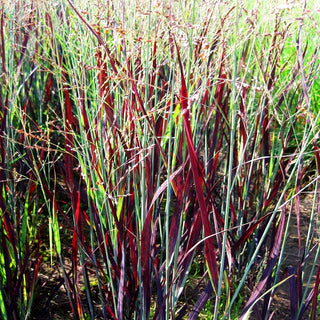 Blaurote Ruten-Hirse 'Heiliger Hain' (Panicum virgatum)