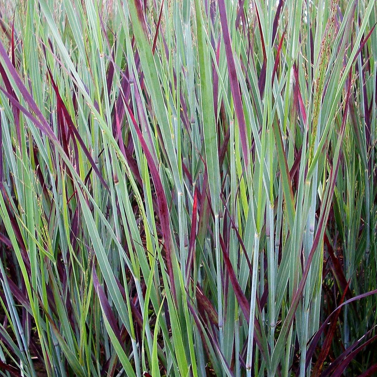 Blaurote Ruten-Hirse 'Heiliger Hain' (Panicum virgatum)