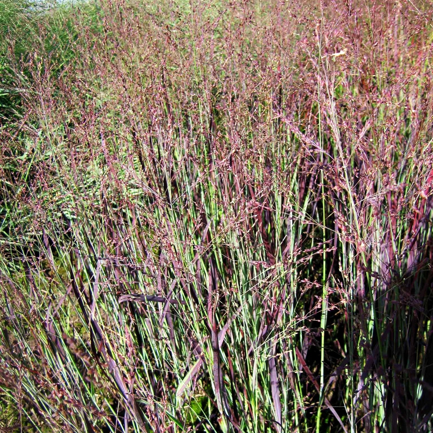 Blaurote Ruten-Hirse 'Heiliger Hain' (Panicum virgatum)