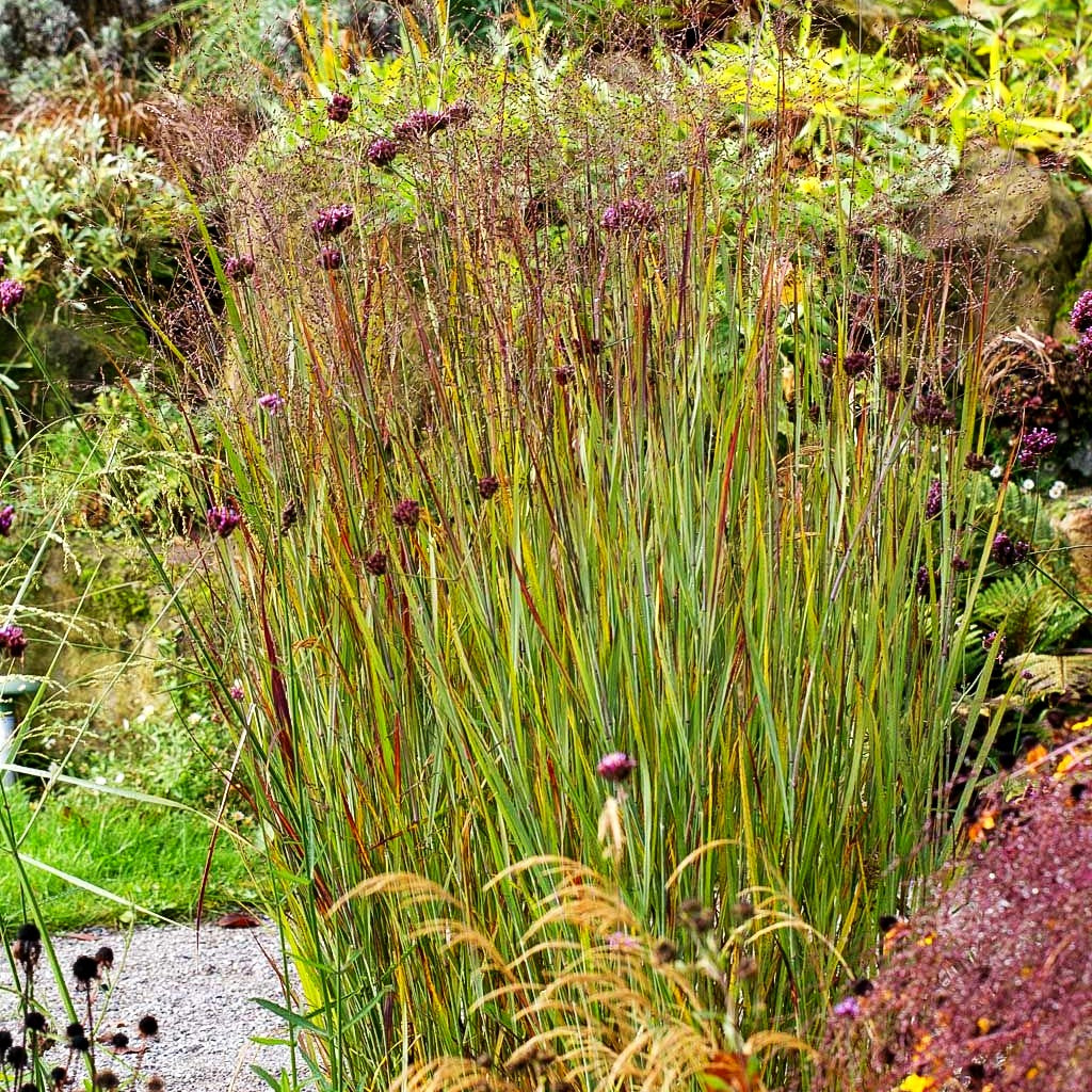 Blaurote Ruten-Hirse 'Heiliger Hain' (Panicum virgatum)