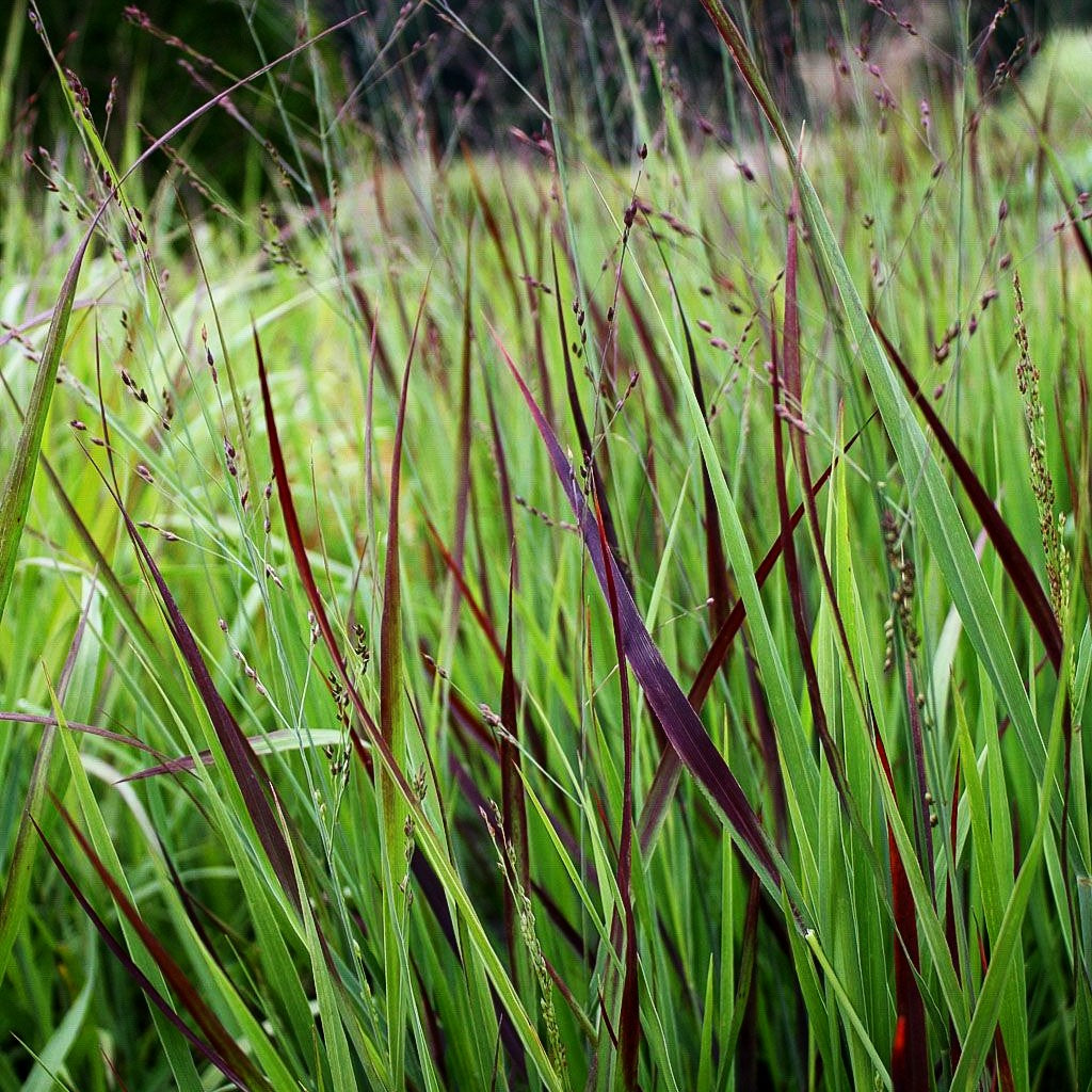 Blaurote Ruten-Hirse 'Heiliger Hain' (Panicum virgatum)