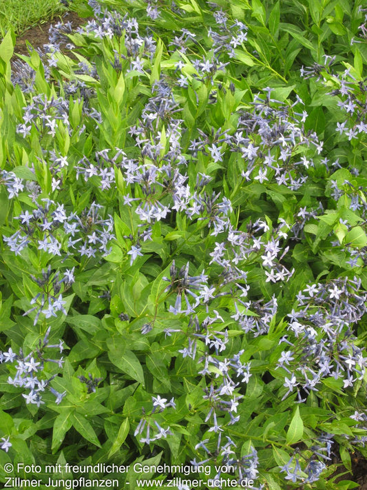 Blausternbusch 'Blue Ice' (Amsonia tabernaemontana)