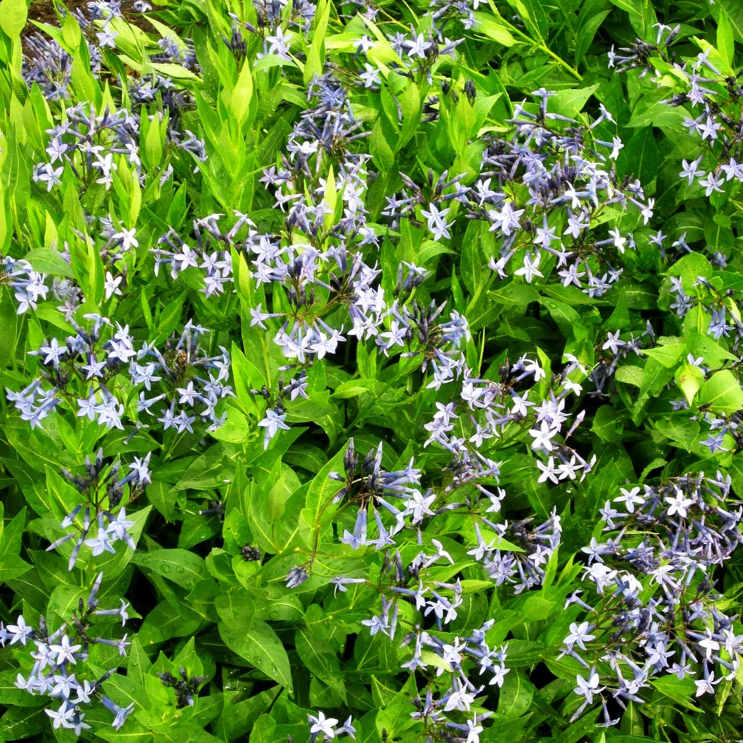 Blausternbusch 'Blue Ice' (Amsonia tabernaemontana)