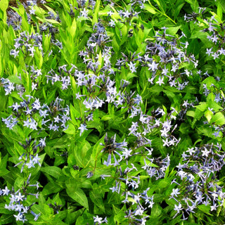 Blausternbusch 'Blue Ice' (Amsonia tabernaemontana)