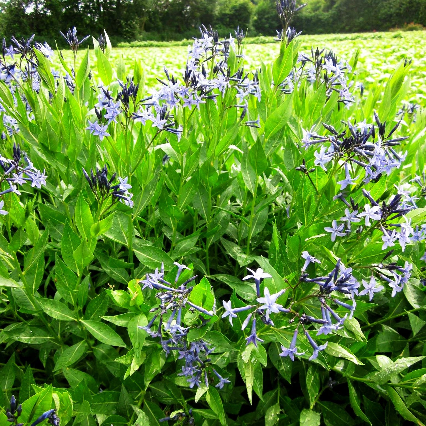 Blausternbusch 'Blue Ice' (Amsonia tabernaemontana)