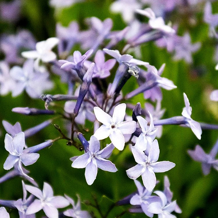 Blausternbusch 'Blue Ice' (Amsonia tabernaemontana)