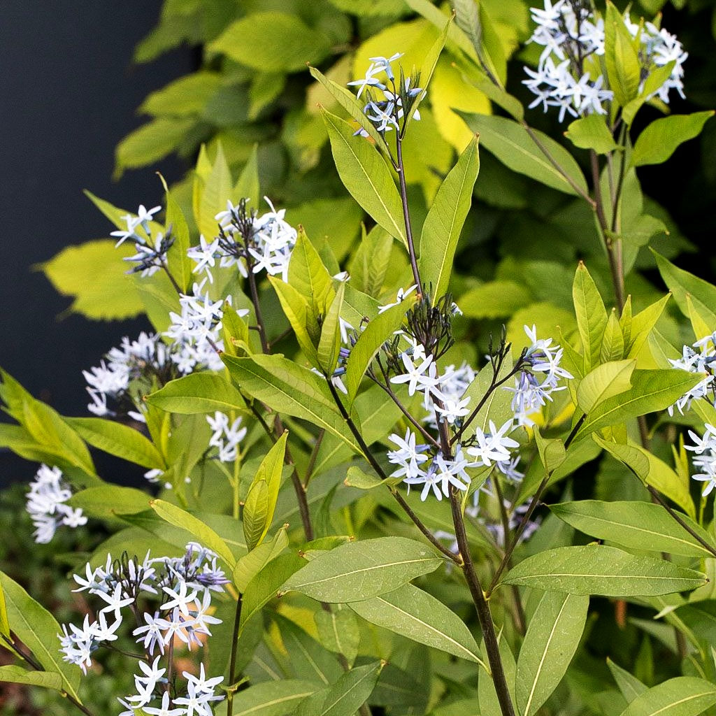 Blausternbusch 'Blue Ice' (Amsonia tabernaemontana)