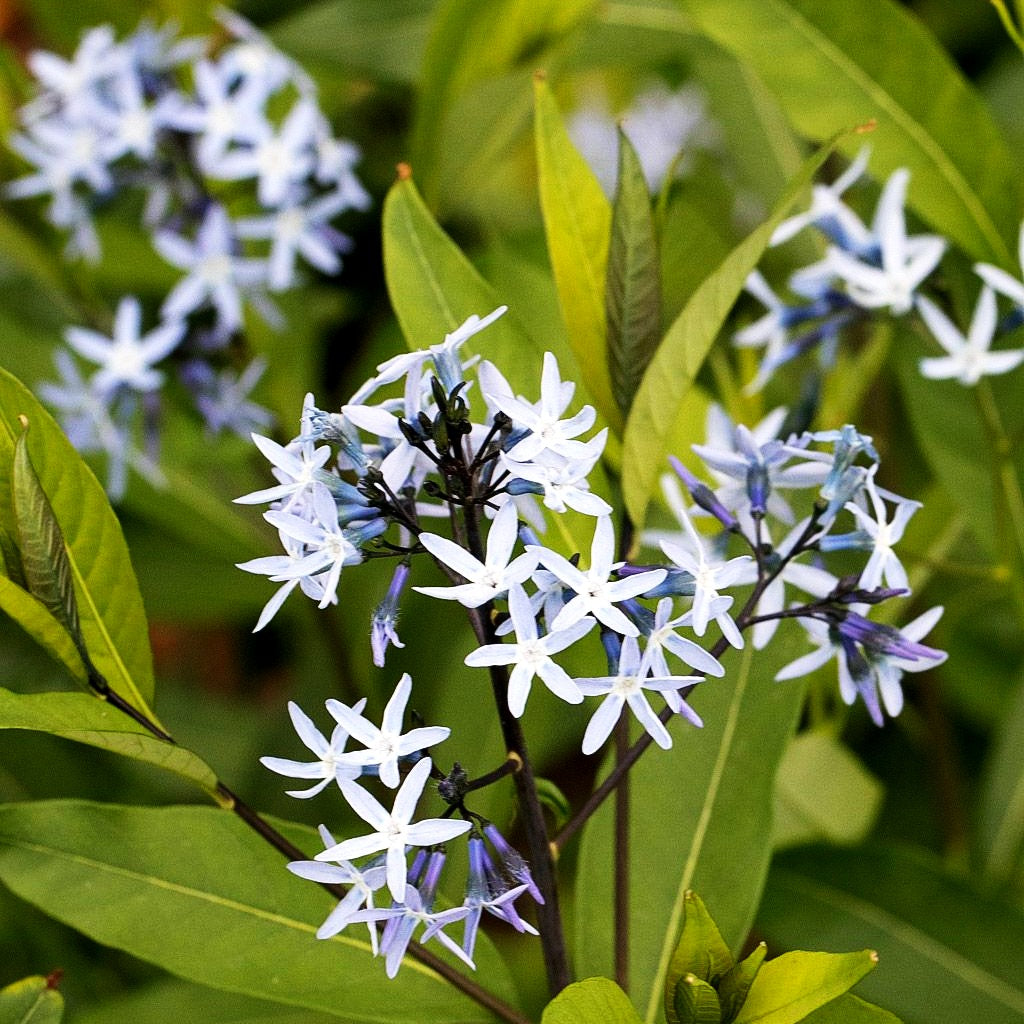 Blausternbusch 'Blue Ice' (Amsonia tabernaemontana)