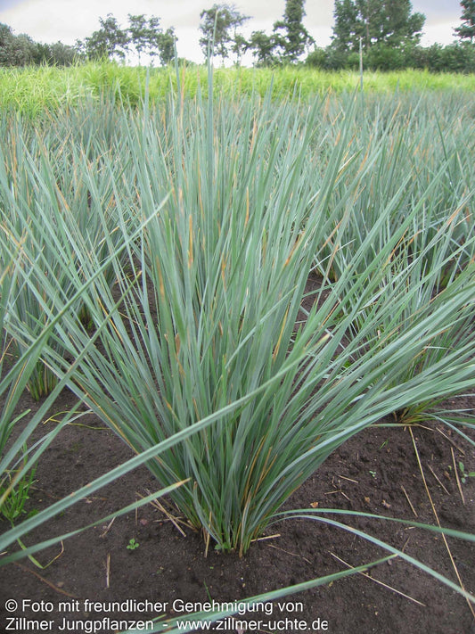 Blaustrahlhafer (Helictotrichon sempervirens)