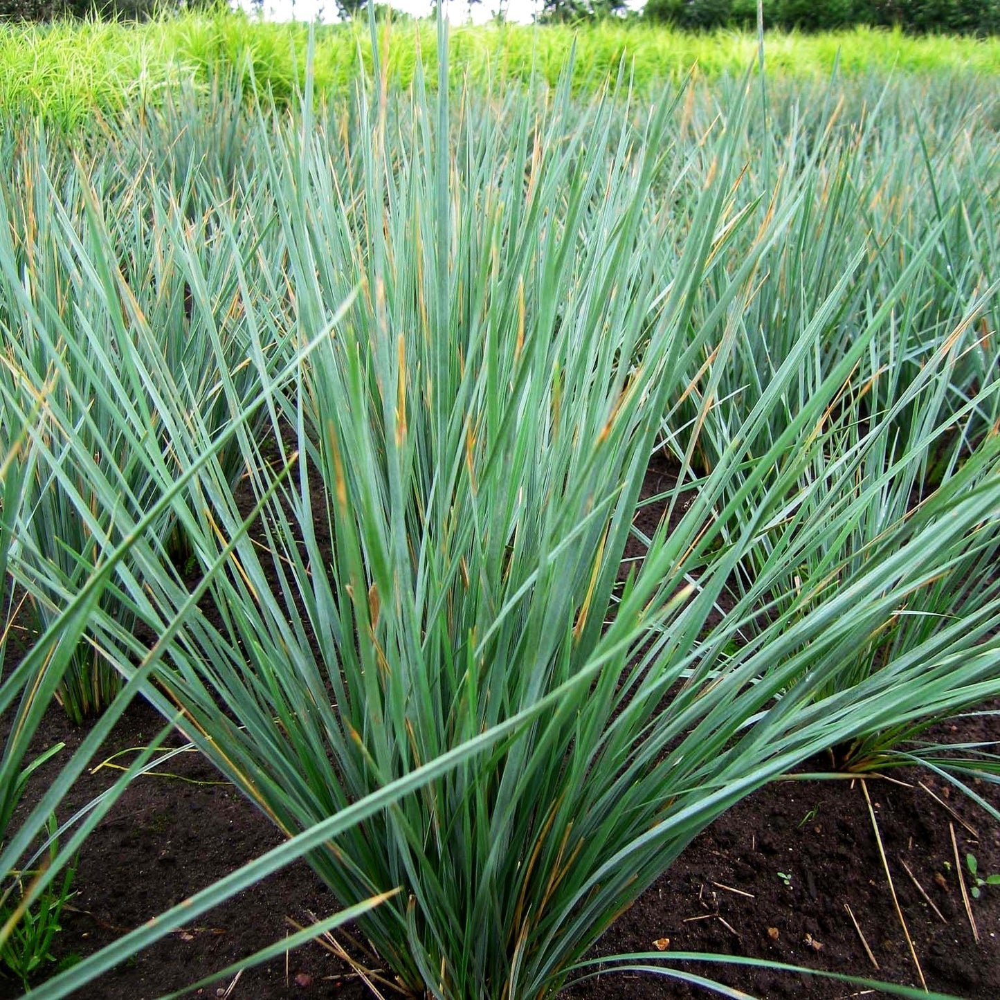 Blaustrahlhafer (Helictotrichon sempervirens)
