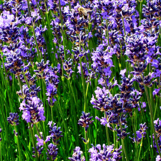 Blauviolettblühender Lavendel 'Munstead' (Lavandula angustifolia)
