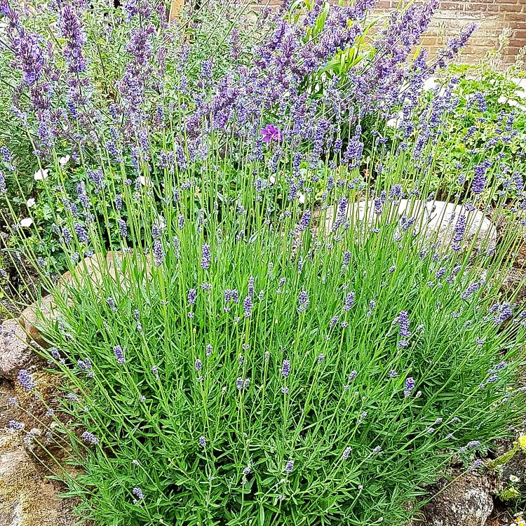 Blauviolettblühender Lavendel 'Munstead' (Lavandula angustifolia)
