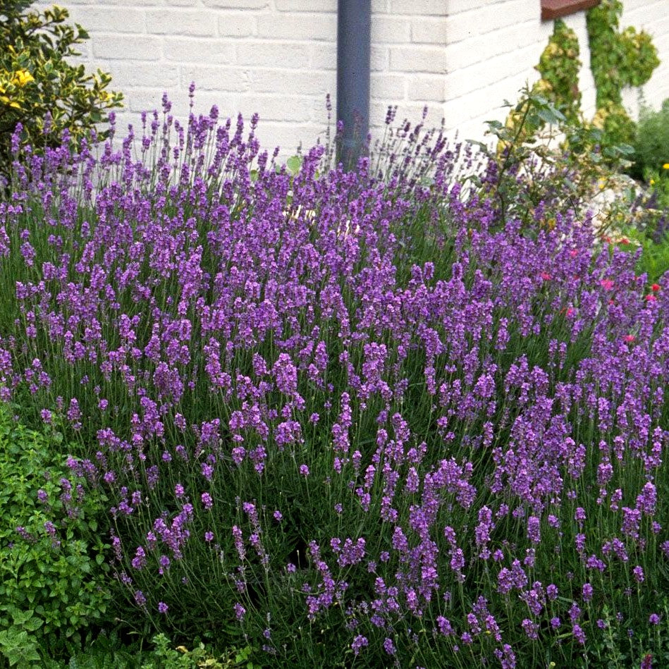 Blauviolettblühender Lavendel 'Munstead' (Lavandula angustifolia)
