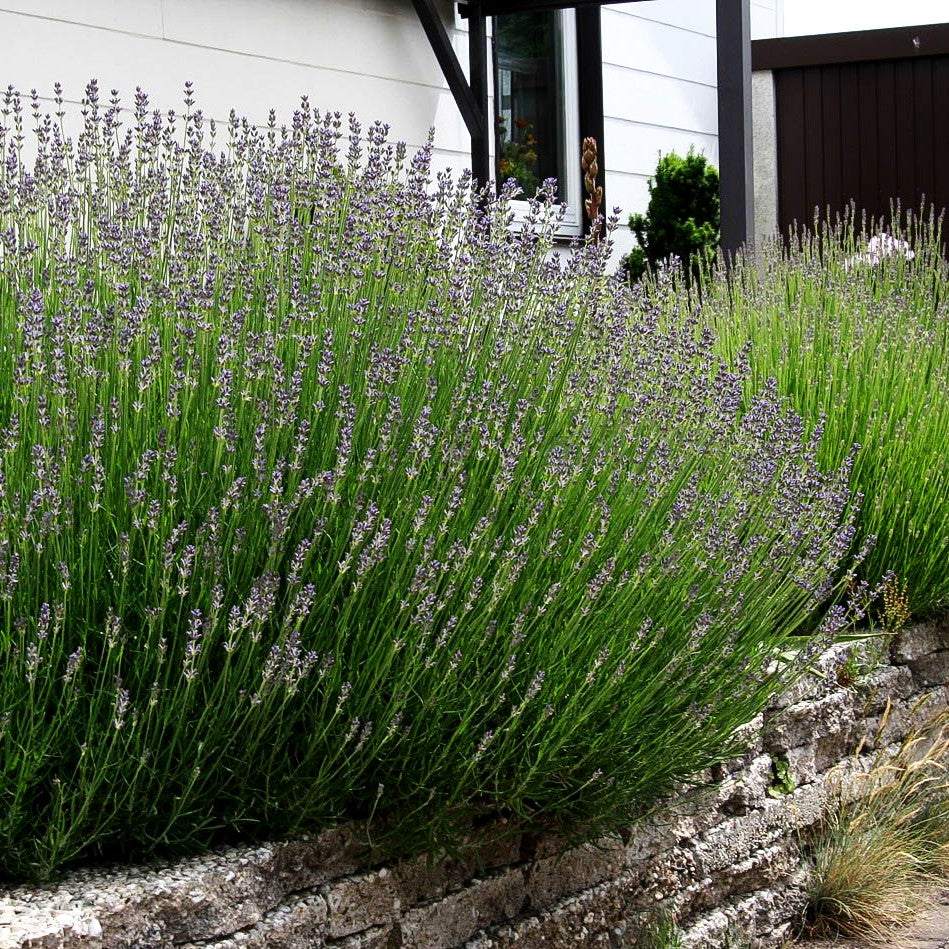 Blauviolettblühender Lavendel 'Munstead' (Lavandula angustifolia)