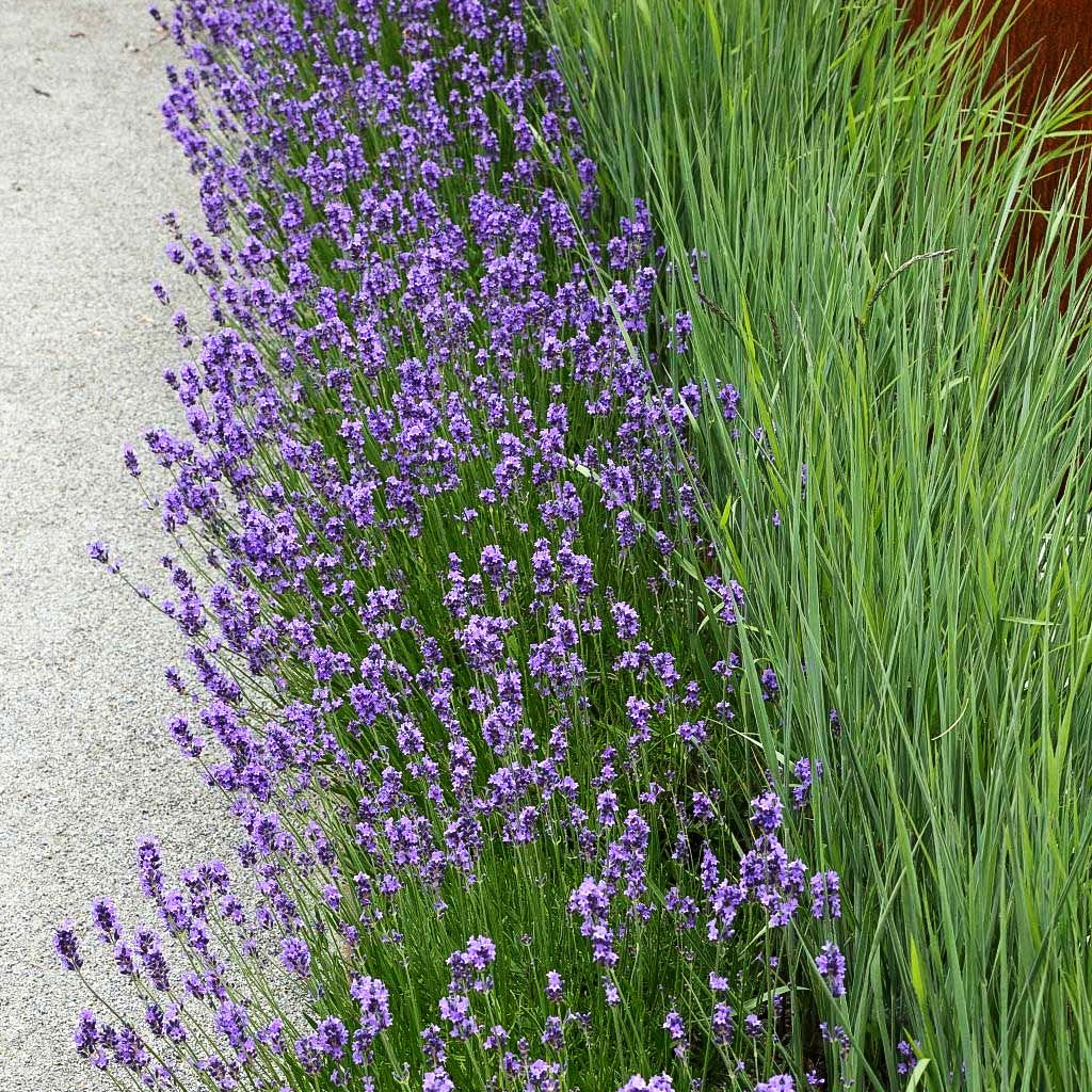 Blauviolettblühender Lavendel 'Munstead' (Lavandula angustifolia)