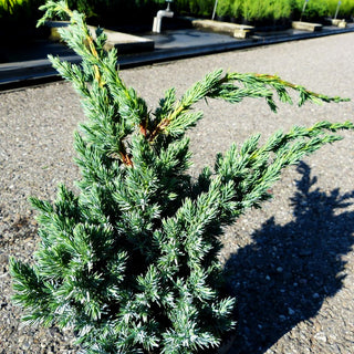 Blauzeder-Wacholder 'Meyeri' (Juniperus squamata)