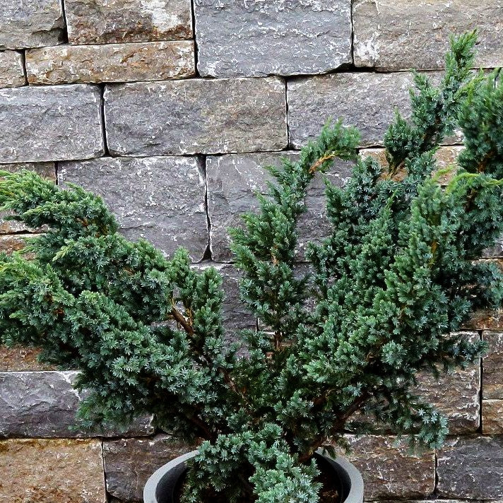 Blauzeder-Wacholder 'Meyeri' (Juniperus squamata)