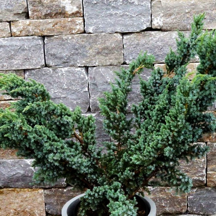 Blauzeder-Wacholder 'Meyeri' (Juniperus squamata)