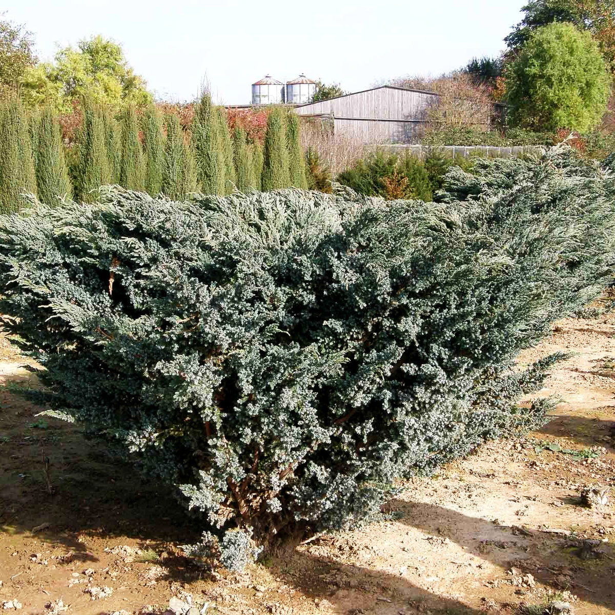 Blauzeder-Wacholder 'Meyeri' (Juniperus squamata)