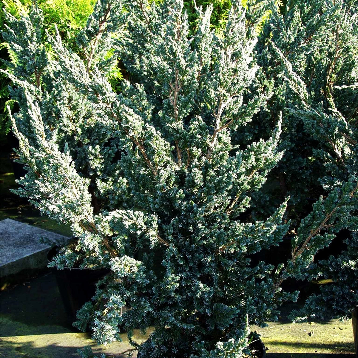 Blauzeder-Wacholder 'Meyeri' (Juniperus squamata)