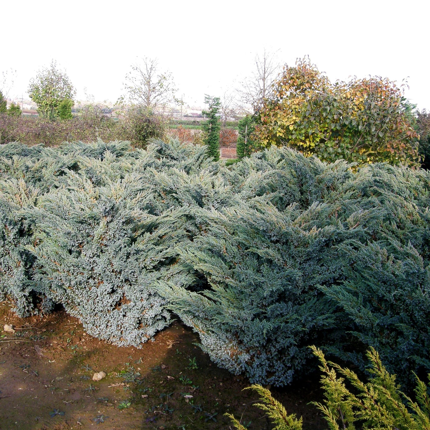 Blauzeder-Wacholder 'Meyeri' (Juniperus squamata)