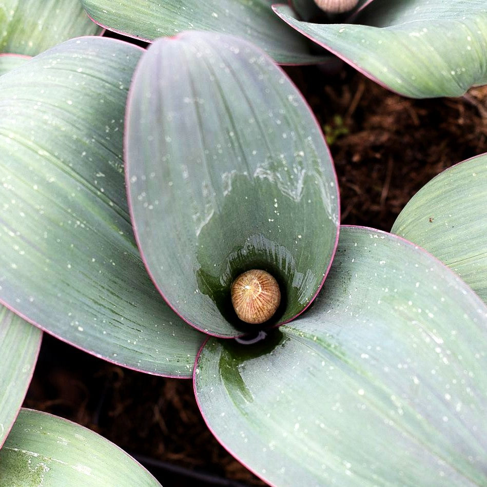 Blauzungen-Lauch (Allium karataviense)