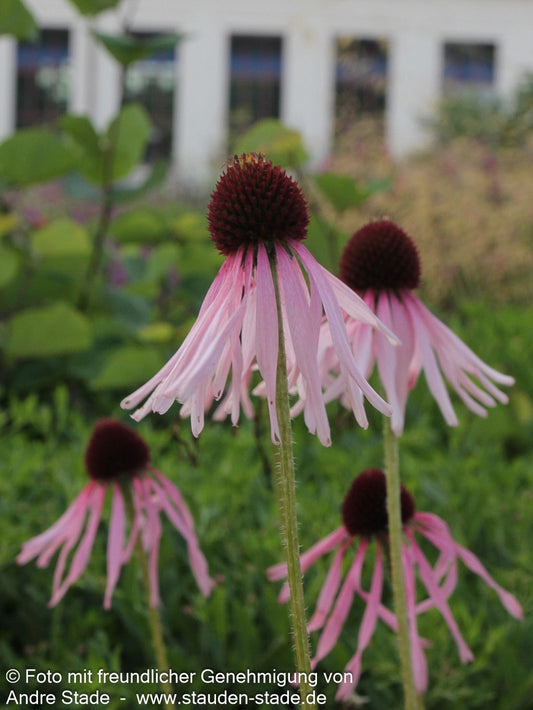 Bleicher Sonnenhut (Echinacea pallida)