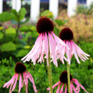 Bleicher Sonnenhut (Echinacea pallida)