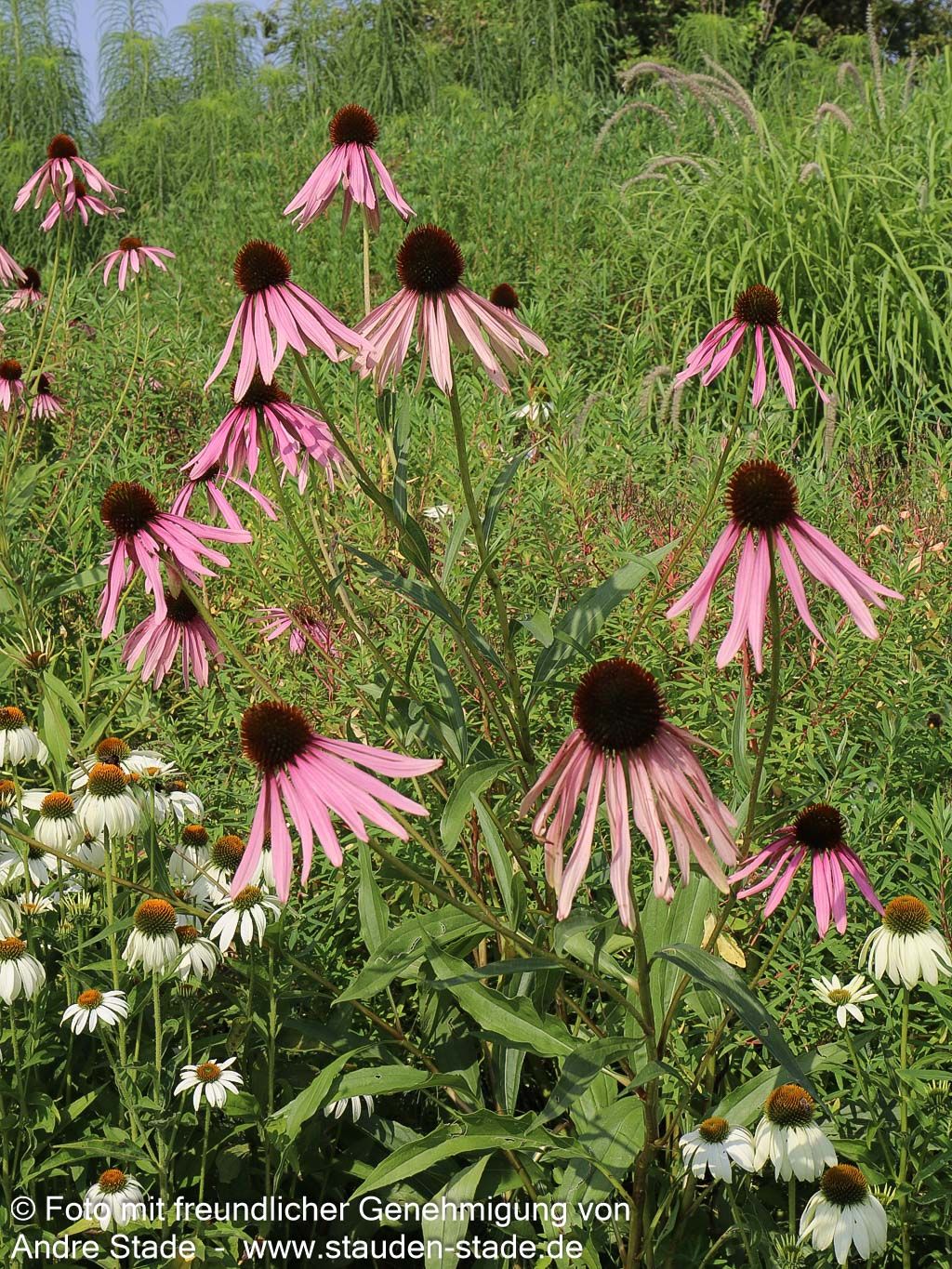 Bleicher Sonnenhut (Echinacea pallida)